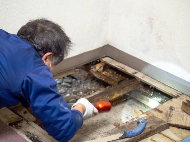 Best Professional Mold Removal  in Mp Pendleton South, CA