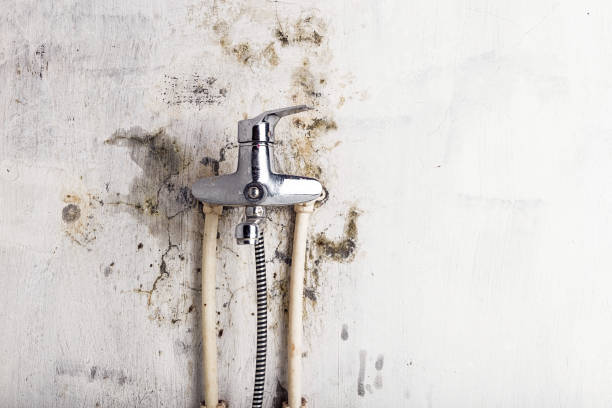 Best Same-Day Mold Removal  in Mp Pendleton South, CA