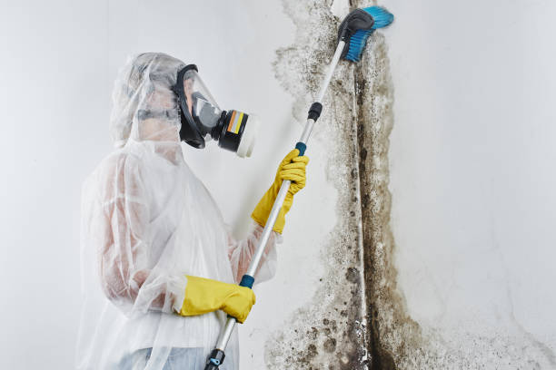 Best Toxic Mold Removal  in Mp Pendleton South, CA
