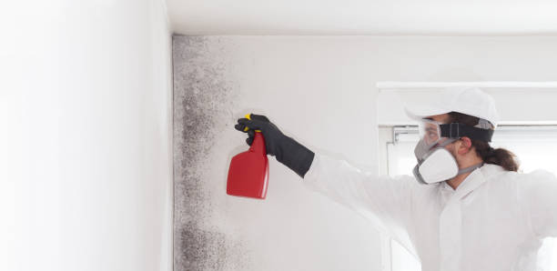 Best Crawl Space Mold Removal  in Mp Pendleton South, CA