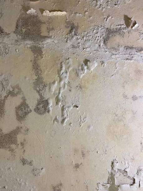 Best Emergency Mold Removal  in Mp Pendleton South, CA