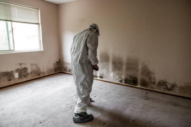 Water Damage Restoration in Camp Pendleton South, CA