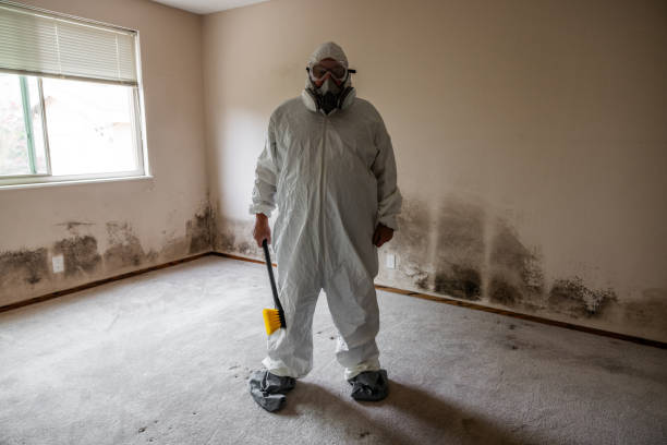 Certified Mold Removal in Camp Pendleton South, CA