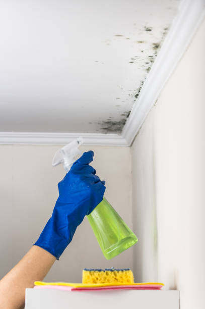 Best Black Mold Removal  in Mp Pendleton South, CA